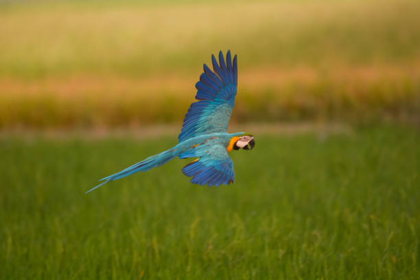 istock Lovely macaw flying freedom in rice field. 924403384