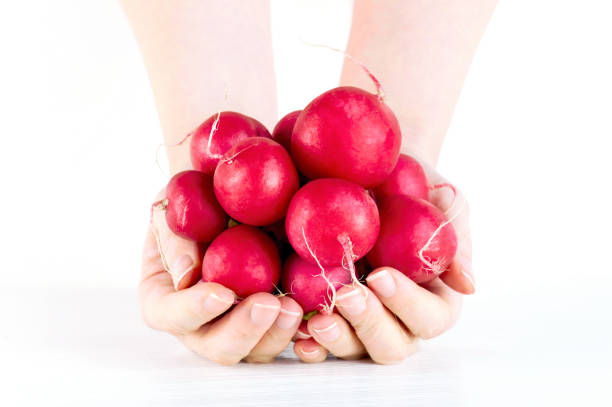Woman holding the bunch of fresh appetizing radishes