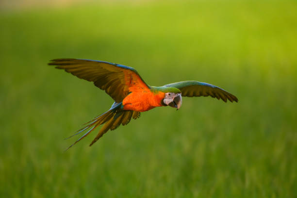 istock Lovely macaw flying freedom in rice field. 924403456