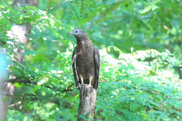 istock Oriental honey-buzzard (Pernis ptilorhyncus) in Japan 924403582