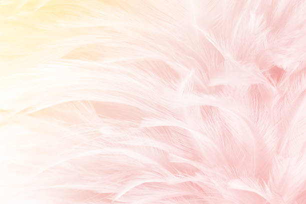 istock Beautiful pink colors tone feather with orange light texture background,trends color 924403720