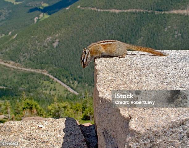 Streifenhörnchen Am Rand Stockfoto und mehr Bilder von Berg - Berg, Colorado - Westliche Bundesstaaten der USA, Farbbild