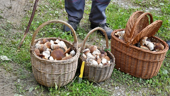 people grandparents with the basket of mushrooms after autumn mushrooming in the forest
