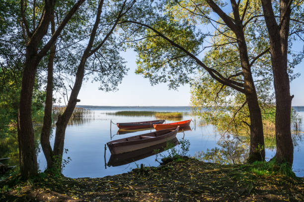 barche ormeggiate vicino alla riva del lago tra gli alberi - plescheevo foto e immagini stock