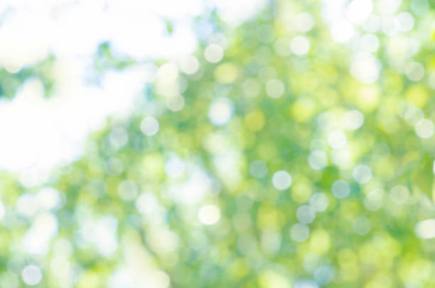 istock Green bokeh background. Green abstract bokeh 924407146