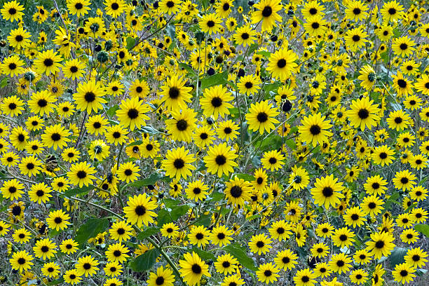istock The Joy of Sunflowers. 92440734