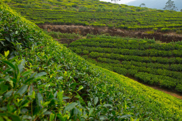 istock TEA PLANT FIELD Black tea, Green Tea Field 924408404