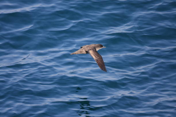 istock Short-tailed Shearwater (Puffinus tenuirostris) in Japan 924414374