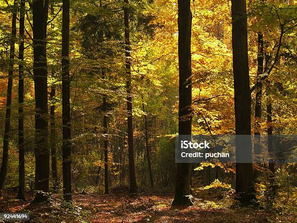 Golden Las - zdjęcia stockowe i więcej obrazów Bez ludzi - Bez ludzi, Bezchmurne niebo, Bunt