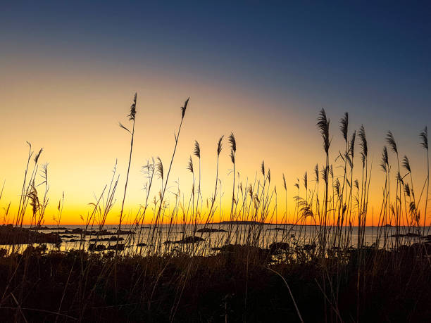 istock Canaveral on the coast at sunset 924418342