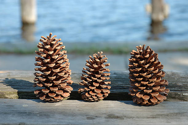 three pines cones stock photo