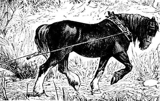 Taken from The Cottager and Artisan 1882