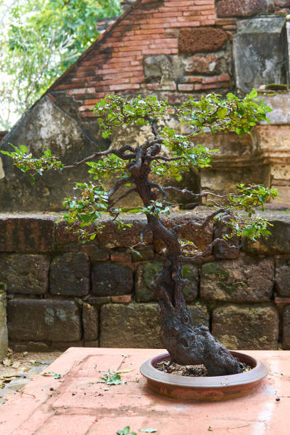 istock Bonsai tree in concrete pot with old  brick wall background 924419302