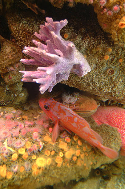 Pescado y Coral - foto de stock