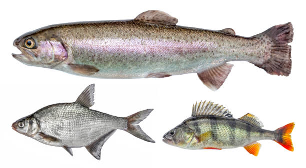 River isolated fish set, perch, bream, rainbow trout River isolated fish set, perch, bream, rainbow trout ray finned fish stock pictures, royalty-free photos & images