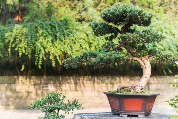 istock Bonsai tree in a pot on a rock 924419856