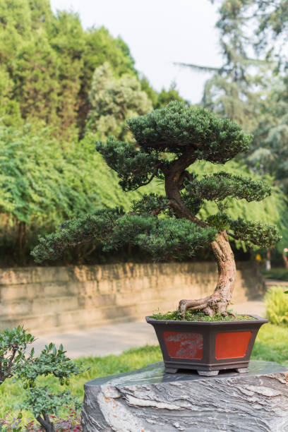 istock Bonsai tree in a pot on a rock 924419928