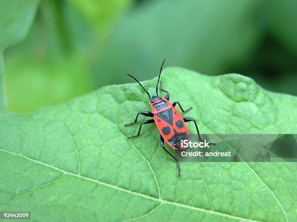 Bugs Life A Stock Photo - Download Image Now - Animal Antenna, Animal Leg, Black Color