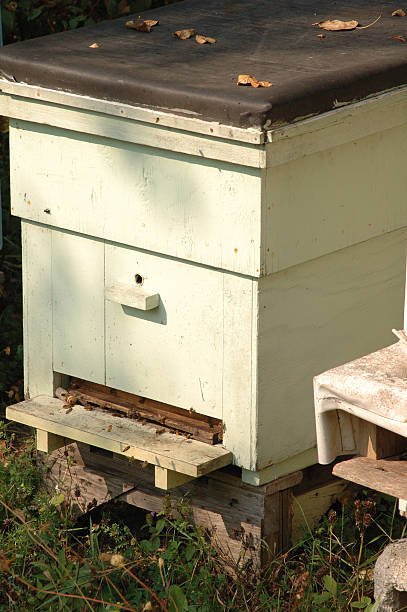 Bee Hive stock photo