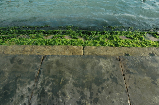 The seabed and its stones covered with silt during the olive.