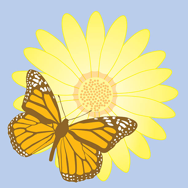 ilustrações, clipart, desenhos animados e ícones de brown & borboleta na flor laranja-vetor - flowerbed aerial