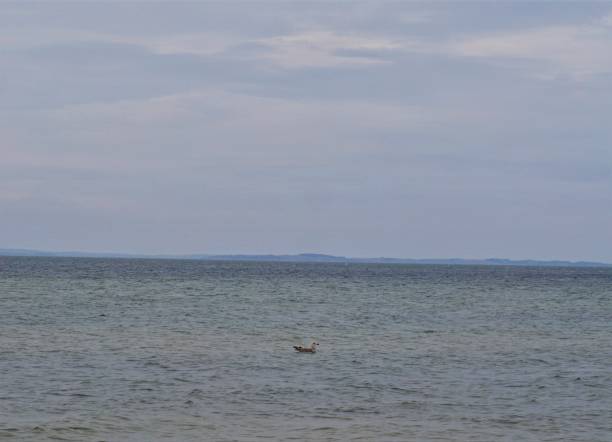 istock Seagull swimming alone on the baltic sea 924422140