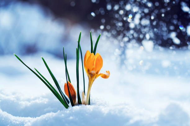 istock greeting card with festive bright yellow flowers snowdrop crocuses make their way into Sunny spring day from under cold white snow 924422178