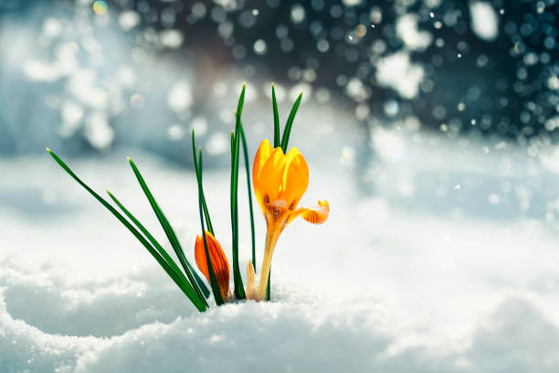 istock festive bright yellow flowers snowdrops crocuses make their way on a Sunny spring day under the cold white snow 924422234