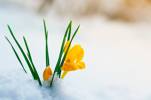 bright yellow snowdrop flowers crocuses make their way on a Sunny spring day from under cold white snow