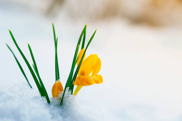 os açafrões de flores snowdrop amarelo brilhante fazem o seu caminho em um dia ensolarado de primavera debaixo de neve branco frio - crocus flower saffron yellow - fotografias e filmes do acervo