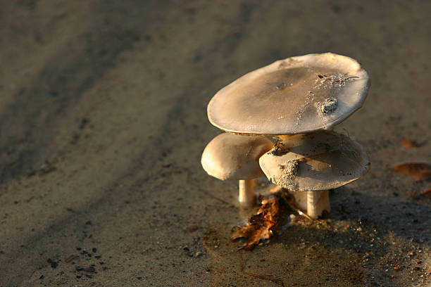 mushrooms stock photo