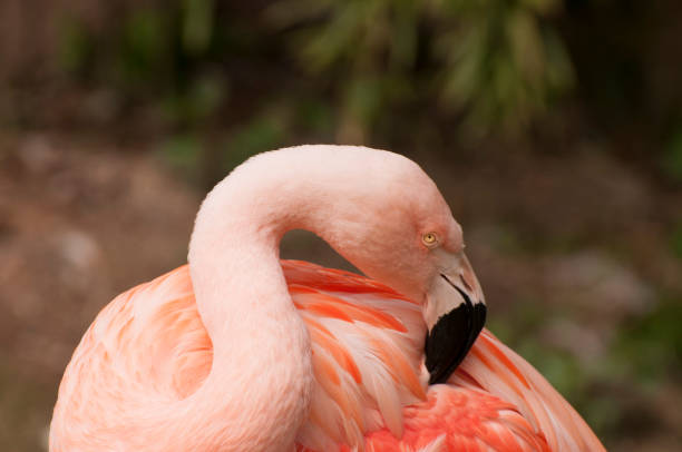 istock Pink flamingo 924425750