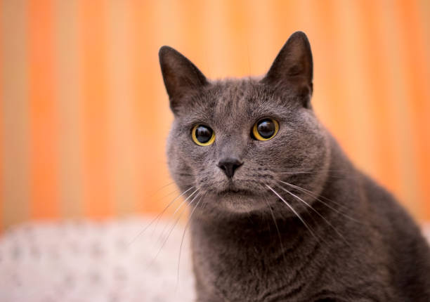 Gray short haired cat Russian Blue with greenish yellow eyes sitting on the carpet at home and staring attentively, domestic purebred cat