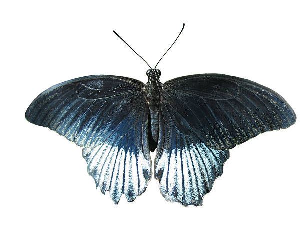 istock Closeup of a Butterfly #2 without background 92442732