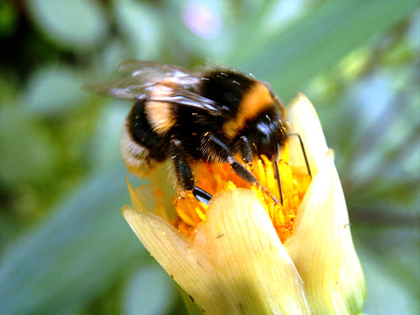 bee3 - fotografia de stock