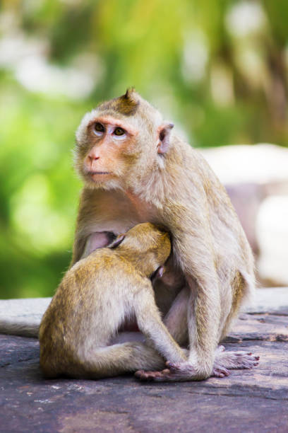 istock baby monkey eating milk from mother's breast 924428738