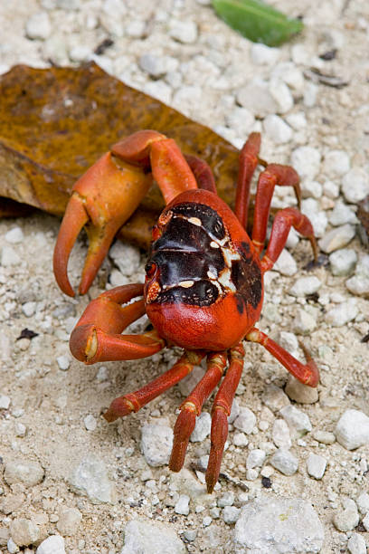 rare animal red crab of christmas island australia - julön bildbanksfoton och bilder