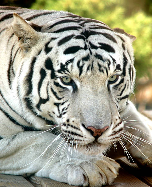 Tigre-branco - fotografia de stock