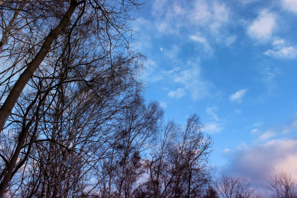Beautiful birch trees against the blue sky with clouds and moon.