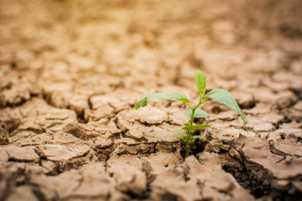 istock Little green plant on crack dry ground 924430546