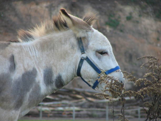 Horse es escucha - foto de stock