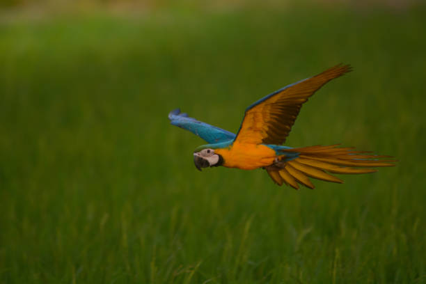 istock Lovely macaw flying freedom in rice field. 924433650