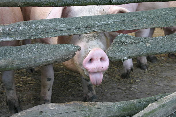 Piglet outdoors in a farm.
