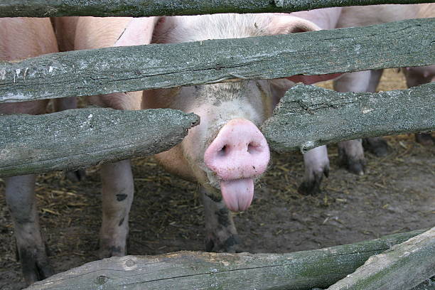 Impudent pig, showing its tongue stock photo