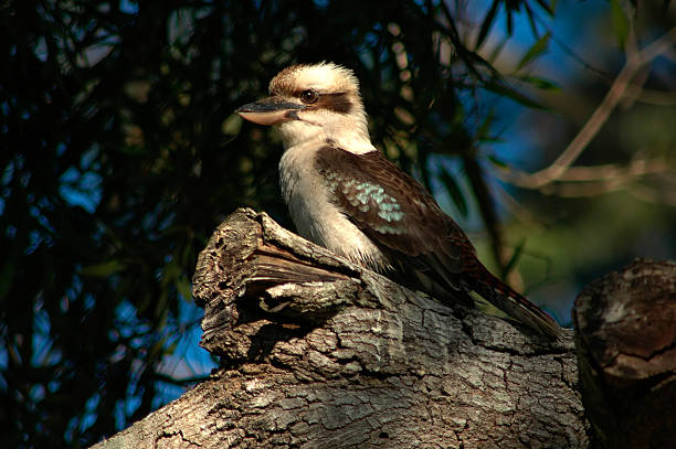 Kookaburra stock photo