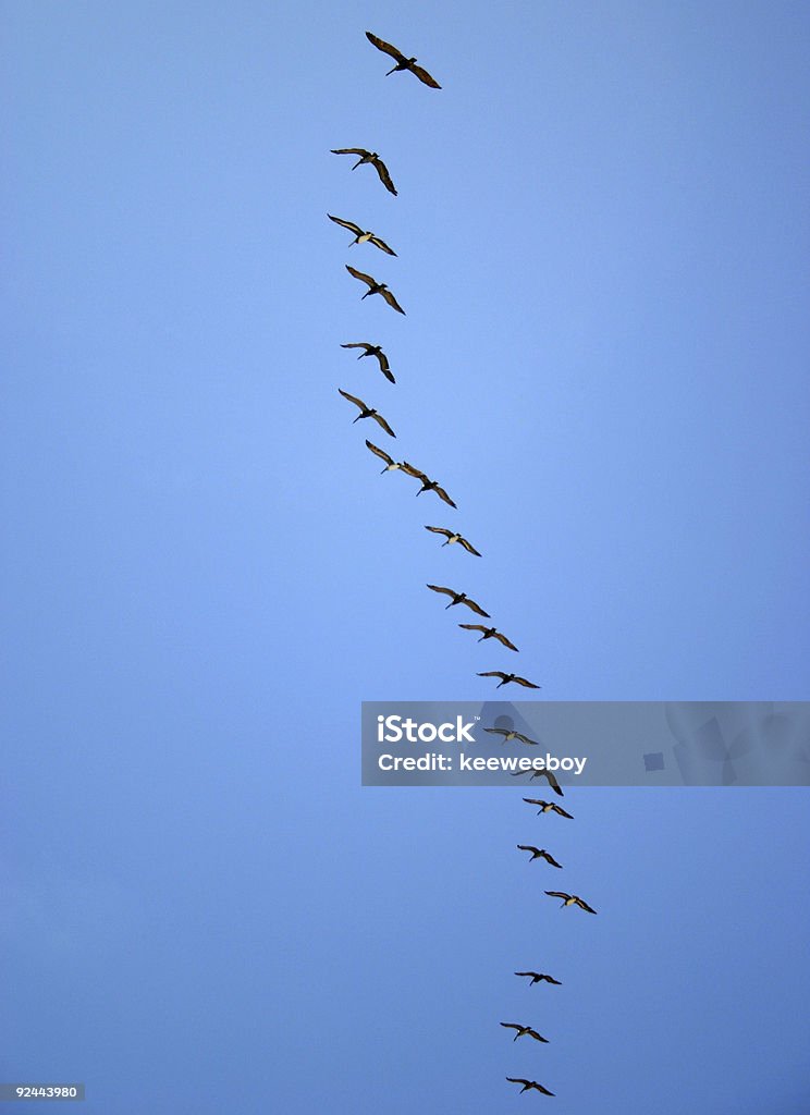 Pelican fila - Foto de stock de Ala de animal libre de derechos