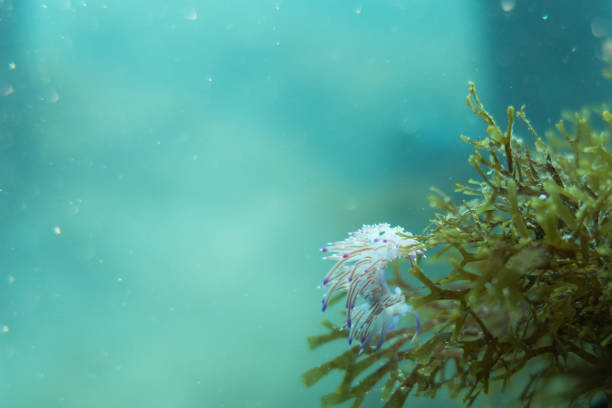 The dorid nudibranch Goniobranchus coi (former Chromodoris coi) occurs in the tropical Western Pacific. This specimen might be 4cm long. Kri Island, Raja Ampat, West Papua, Indonesia, 0°33'18\