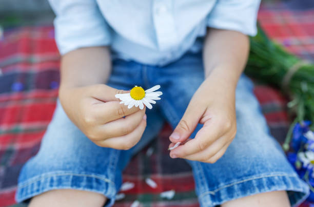 istock The kid hands holding a beautiful daisy. The boy makes a wish. 924440930