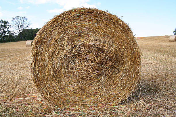 Harvest stock photo