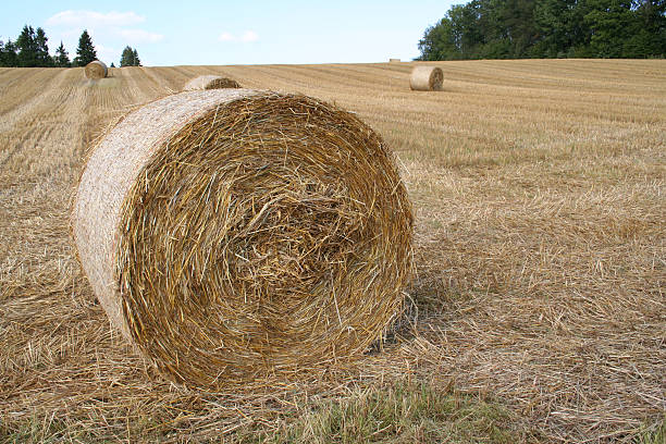 Harvest stock photo